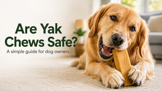 Are Yak Chews Safe for Dogs?