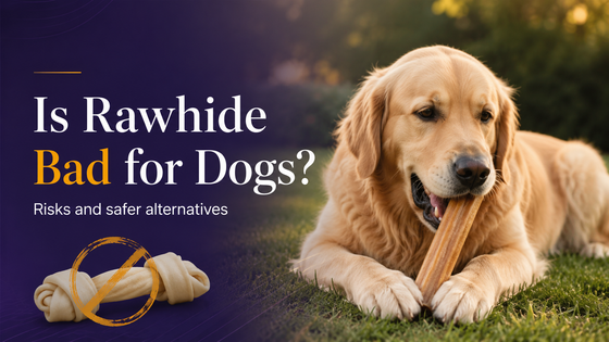 Is Rawhide Bad for Dogs? (And What to Use Instead)