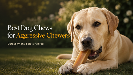 Best Dog Chews for Aggressive Chewers (Ranked by Durability and Safety)