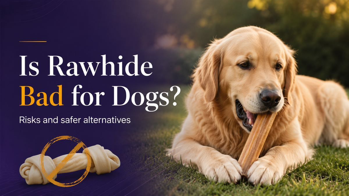 Is Rawhide Bad for Dogs? (And What to Use Instead)