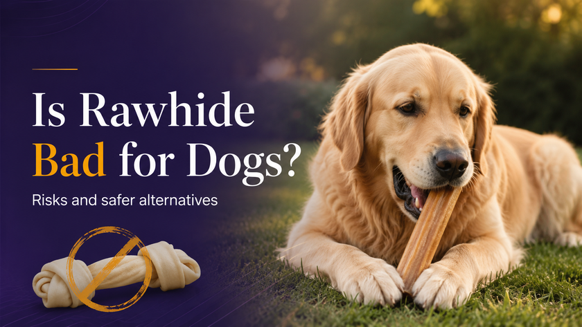 Is Rawhide Bad for Dogs? (And What to Use Instead)