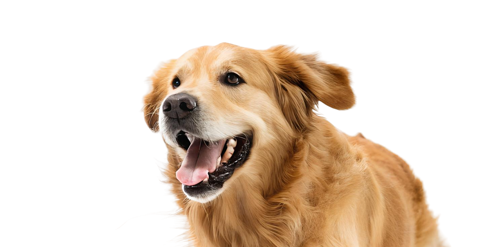 Infused Peanut Butter Himalayan Dog Chew