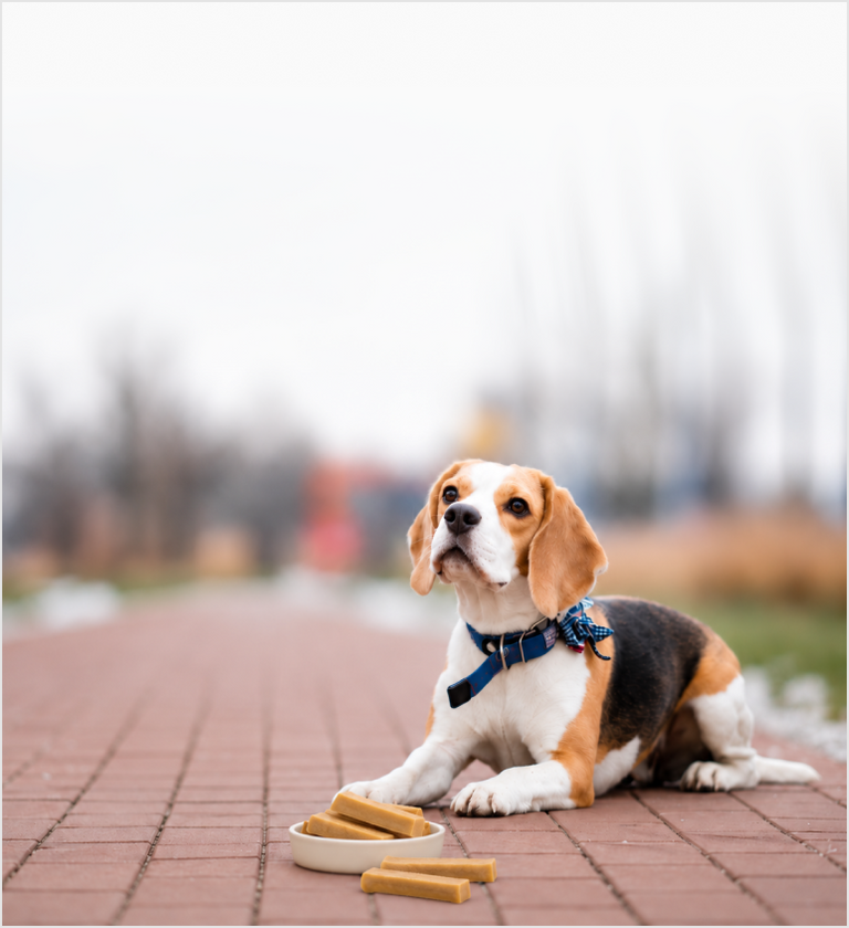 Small Dogs Chews
