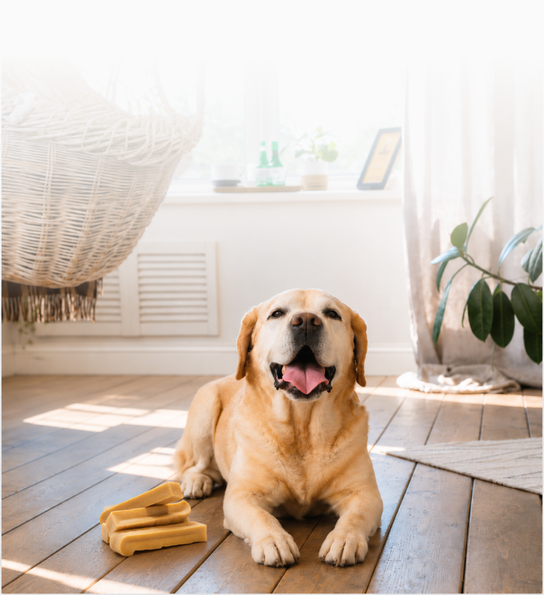 Large Dogs Chews